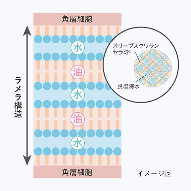 ラメラ構造_03.png__PID:0b2fdfd3-13cd-4edf-80dd-1fd86c9addca
